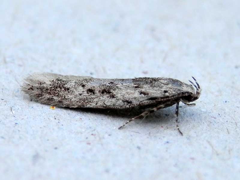 Carpatolechia proximella 